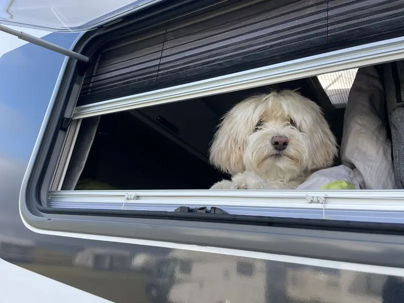 Hund mit Wohnmobil: Sicherheit, Ausstattung und Tipps für entspannte Reisen ins Ausland. Entdecken Sie, wie Sie Ihren Hund sicher im Wohnmobil transportieren, die richtige Ausstattung wählen und entspannt mit Ihrem Haustier campen können. Erfahren Sie alles über Hundesicherung und genießen Sie einen unvergesslichen Campingurlaub mit Ihrem vierbeinigen Freund!