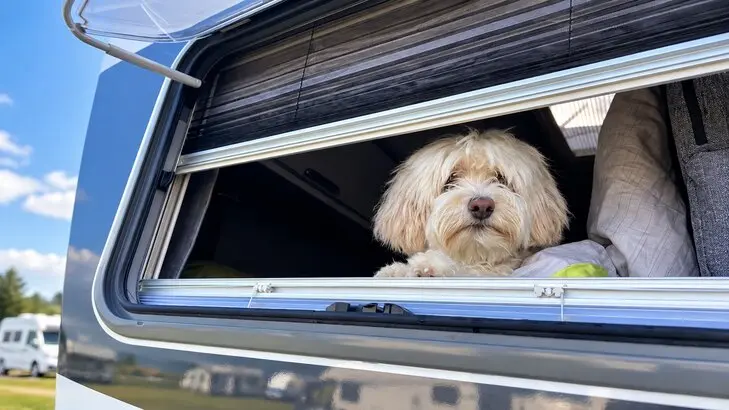 Hund mit Wohnmobil: Sicherheit, Ausstattung und Tipps für entspannte Reisen ins Ausland. Entdecken Sie, wie Sie Ihren Hund sicher im Wohnmobil transportieren, die richtige Ausstattung wählen und entspannt mit Ihrem Haustier campen können. Erfahren Sie alles über Hundesicherung und genießen Sie einen unvergesslichen Campingurlaub mit Ihrem vierbeinigen Freund!